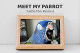 Meet Juma The Pionus