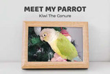 Meet My Parrot: Kiwi The Conure