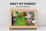 Meet My Parrot: Kiwi The Kakariki