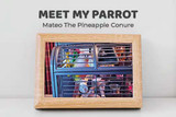 Meet My Parrot: Mateo The Pineapple Conure