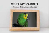 Meet My Parrot: Michael The Amazon Parrot
