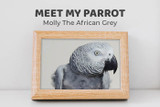 Meet Molly the African Grey