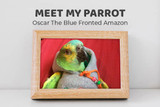 Meet My Parrot: Oscar the Blue-fronted Amazon