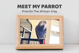 Meet My Parrot: Priscilla The African Grey