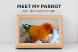 Meet Rio the Sun Conure