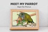 Meet My Parrot: Skye The Pionus