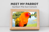 Meet SunSun the Sun Conure