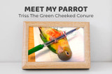 Meet Triss the Green-cheeked Conure