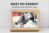 Meet Winston the African Grey
