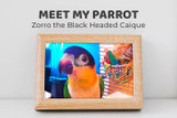 Meet Zorro the Black-headed Caique