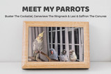 Meet My Parrots: Buster The Cockatiel, Genevieve The Ringneck And Lexi And Saffron The Conures
