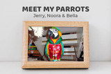 Meet Jerry the African Grey, Noora the Cockatoo and Bella the Macaw