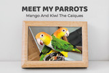 Meet My Parrots: Mango And Kiwi The Caiques
