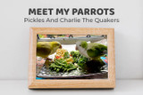 Meet Pickles and Charlie The Quaker Parrots