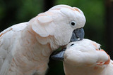 Moluccan Cockatoo Fact Sheet