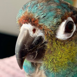 Parrot Hormones: Myths & Realities