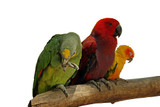 Looking For A Parrot Shop Near You