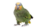 Orange-Winged Amazon Fact Sheet