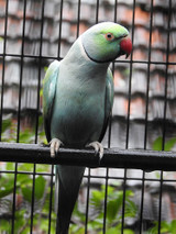 Breeding Parakeets Some Basic Advice 