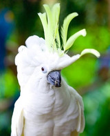 Parrot Body Language