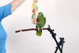 Parrot Photoshoot 2016: Thank You To The Haven Parrot Rescue