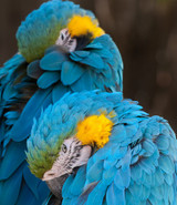 Is Your Parrot Getting Enough Sleep?