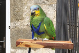 Parrot Training In New Environments