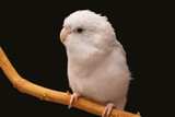 Parrotlets Fact Sheet