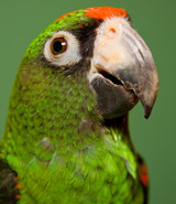 Why Do Parrots Mimic Sounds?