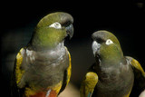 Patagonian Conure Fact Sheet