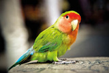 Peach-faced Lovebirds Fact Sheet