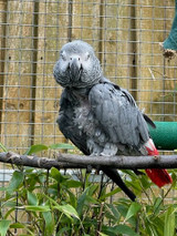 Meet Peggy the African Grey