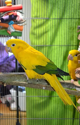 Pet Parrot Nutrition