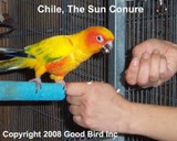 Training Tips And Parrot Bites | Training Parrots Not To Bite