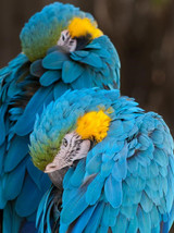 How You Can Support Blue-Throated Macaws in Bolivia