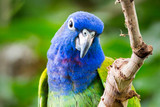 Blue-Headed Pionus Fact Sheet