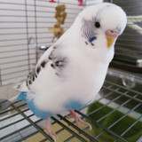 Pip The Budgie's Inspiring Story