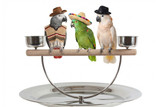 Parrot Play Stands, The Good, The Bad and the Ugly