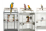 Play Top Parrot Cages | Products Reviewed and How To Use Guide