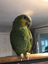 Parrots Looking For New Home From Feather Tails Parrot Rescue - February 2023