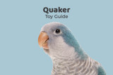 Quaker Parrot Toy Guide