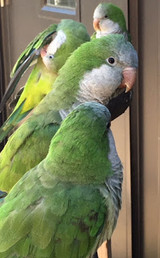 Raising Criteria Correctly