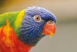 Rainbow Lorikeet Fact Sheet