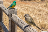 Red Rump Parakeet Fact Sheet