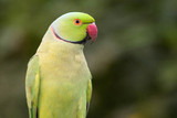 World Parrot Day