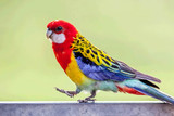 Golden-Mantled Rosella Fact Sheet