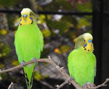 Don't Dismiss Budgerigars