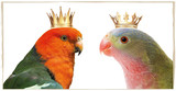 The Top Royal Parrots