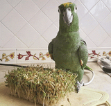 Safe And Unsafe Foods For Parrots