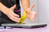 Scale Training Your Parrot By Barbara Heidenreich